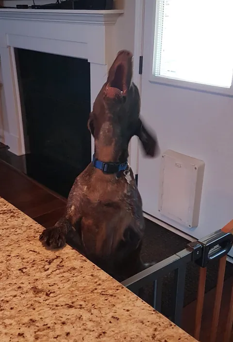 Title of this masterpiece: Dinner is late by 3 minutes... 😆🫶