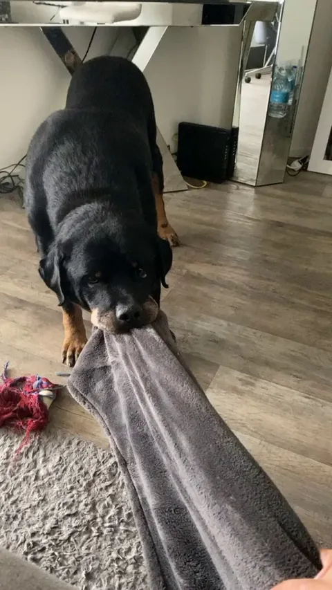 I was trying to take a nap when all of a sudden, my blanket started slowly slipping away… 🧐