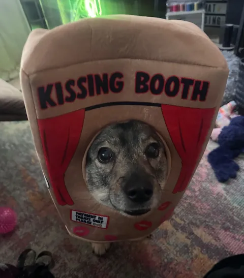 I saw that we were posting our Swedish Vallhunds. Meet Sif! Payment, please