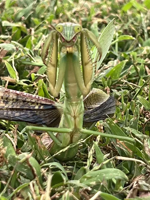 (OC) Praying Mantis poses for a close-up