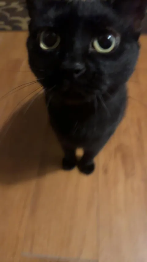 I tamed a feral cat at work (she chose me) and now she's my best friend