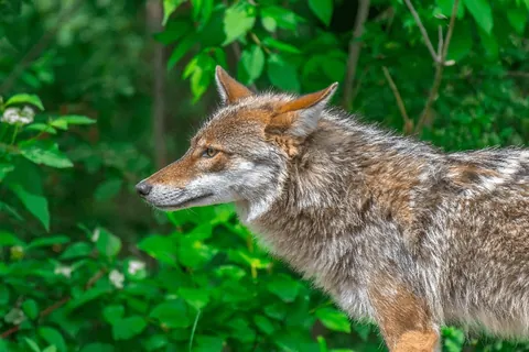 The hybrid Coywolf has exploded in numbers in recent years. From Coyote and Wolf is twice the size of a Coyote, can function in open terrain and forest. Some have 1/10 of dog which makes them not fear humans.
