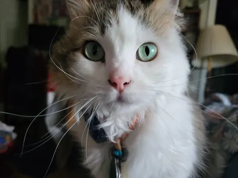 I'm a lucky mama. I find her truly stunning. I'm so glad she picked me out of all the available humans at the cat shelter.