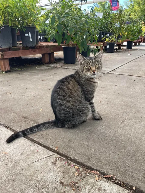 Tigger is always hard at work tending to the plants at this nursery