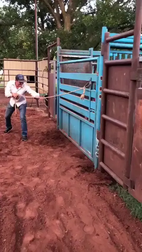 Cowboys being cowboys 