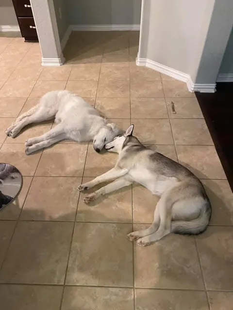 Two best friends they always sleep like this anyone know why?