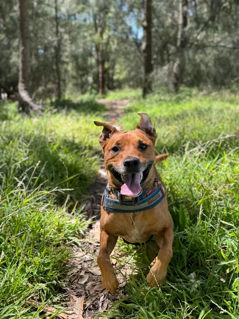 Hope Hector starts your weekend with a smile. And don’t forget to hug your fur babies