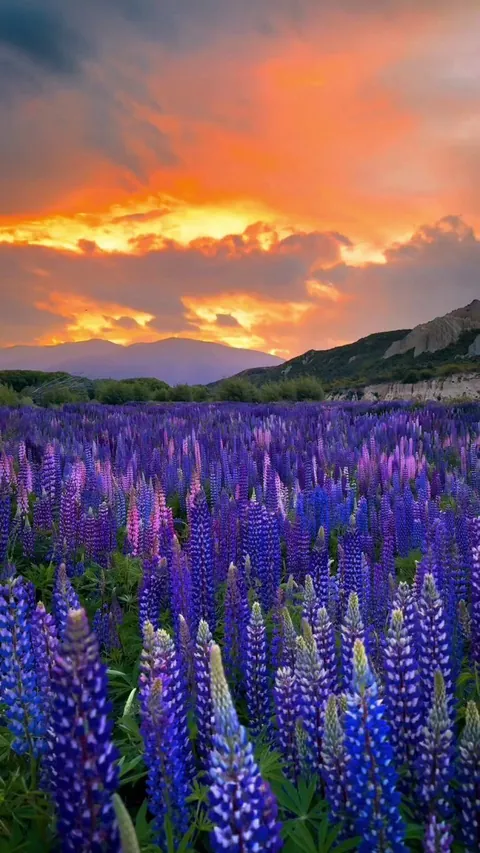 this contrast of the  field with the background.