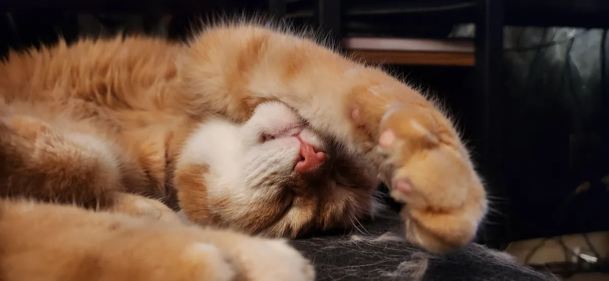 This is Cheeto, adopted this old man a while back and I think he might be my soul cat.