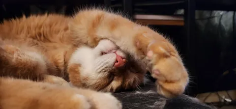 This is Cheeto, adopted this old man a while back and I think he might be my soul cat.