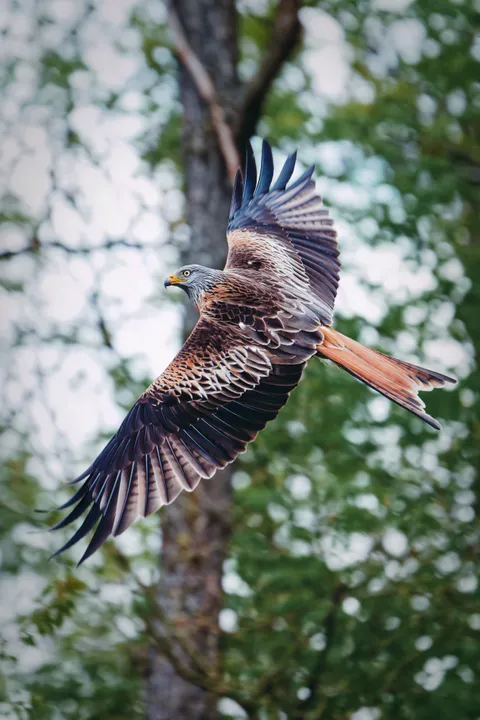 ITAP of a red kite
