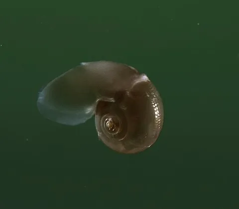 Sea Butterflies are otherworldly fairies