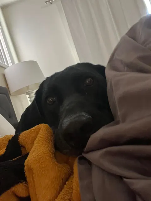 My pupper is one cozy, lazy  guy