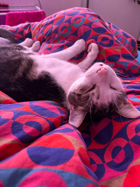 My beautiful baby died today