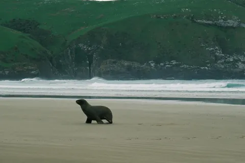 First days in New Zealand: The Catlins