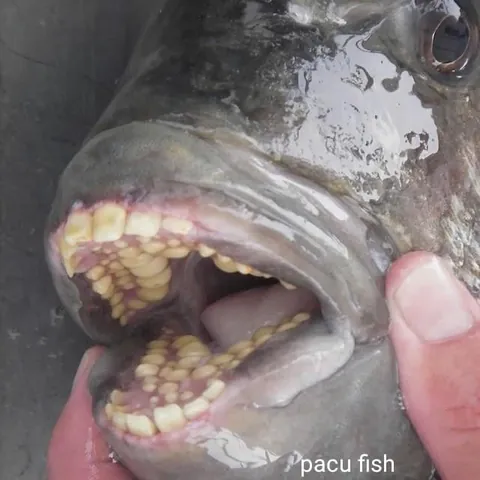 A compilation of animals whose mouths are absolutely terrifying on the inside