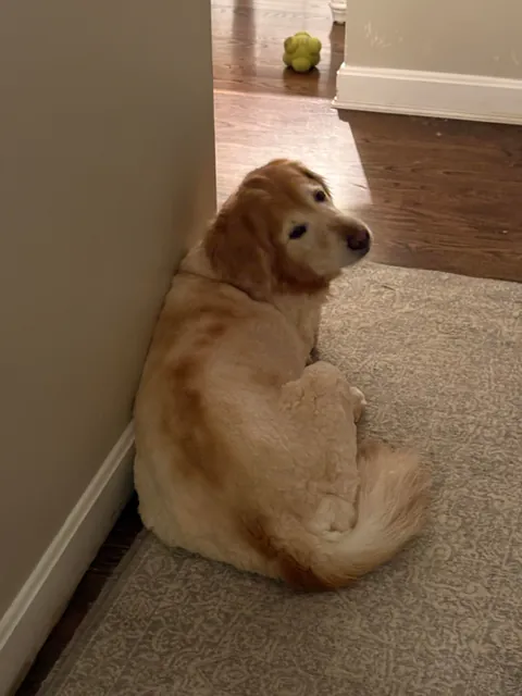 My mom shaved the dog because she thought she had fleas. She did not have fleas.