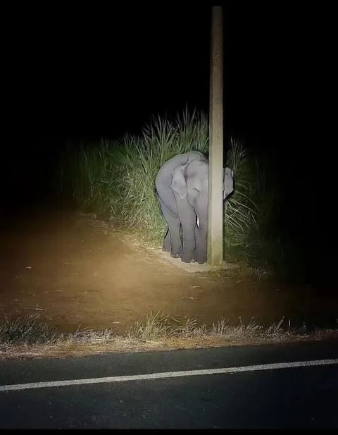 After being caught eating sugarcane, a baby elephant tried to hide behind a light pole