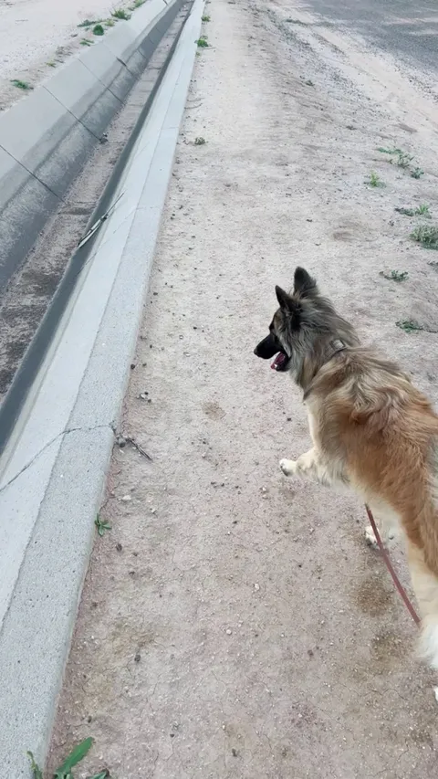 she likes to show me a couple jumps &amp; then look at me to see if I was impressed. I am always impressed