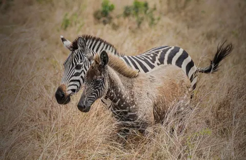 This is Tira, he was a zebra with with a rare genetic mutation called pseudomelanism which gave him this unique appearance.