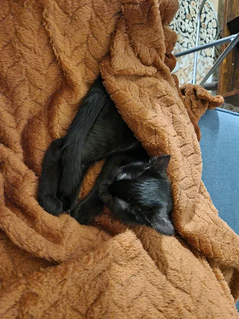 Anyone else have a cuddle bug?