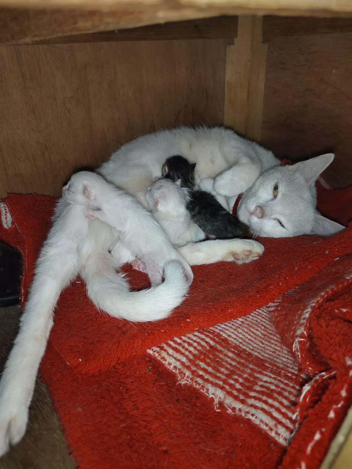 We don't own any black/dark colored cat..