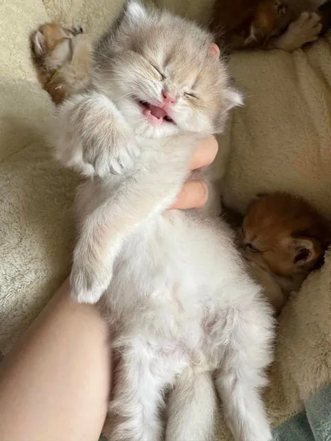 I just woke up. please tell me I’m still adorable