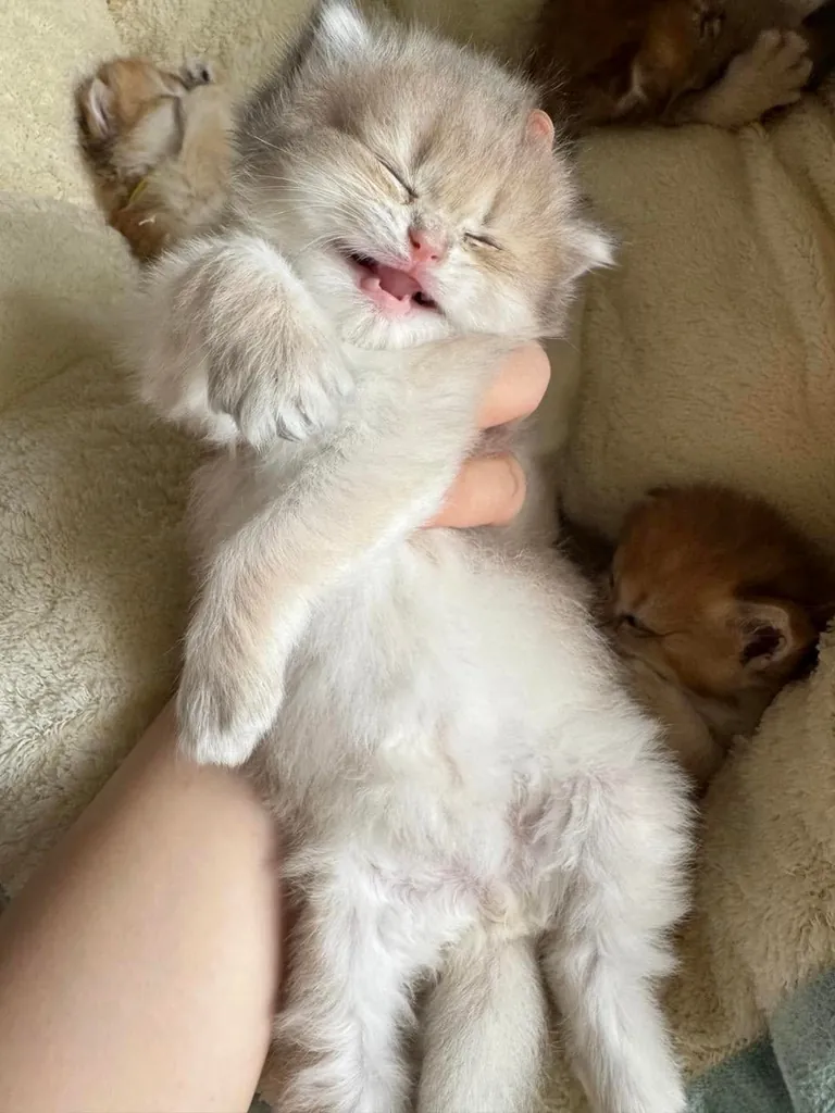 I just woke up. please tell me I’m still adorable