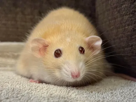 Naga is my heart rat ❤️