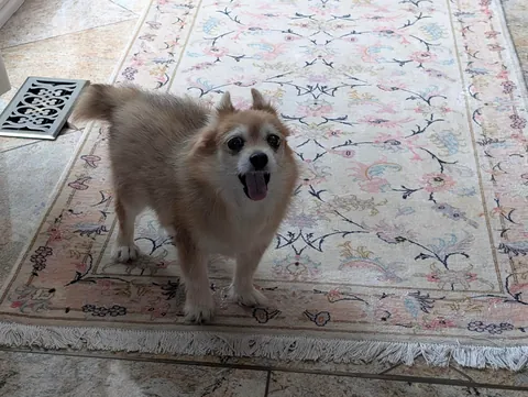 Finally seeing Puff Pastry after a couple of weeks ❣️