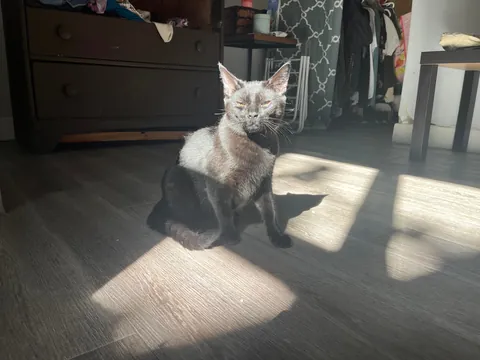 a sleepy blep + bonus pics of his sun-kissed brother