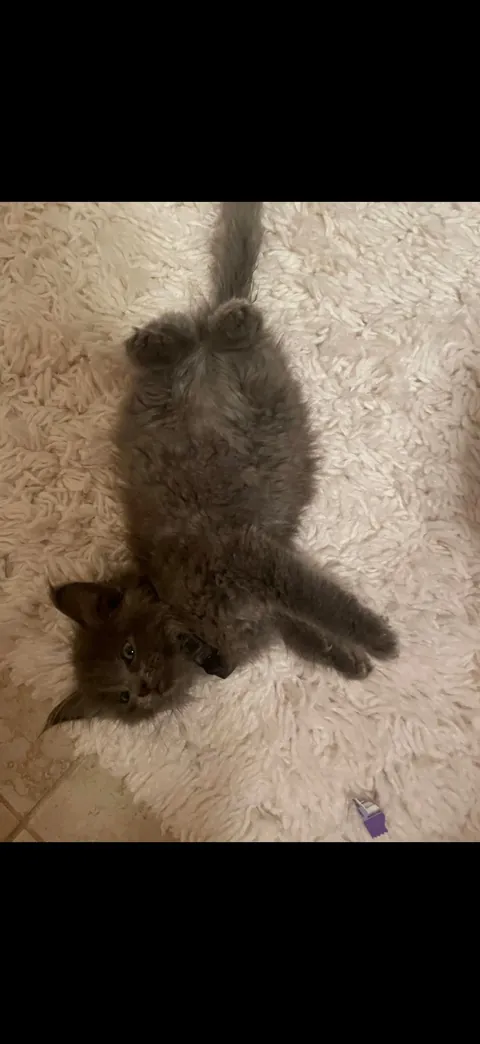 My kitty as a baby vs now