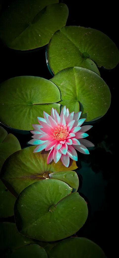 🔥 Water Lily