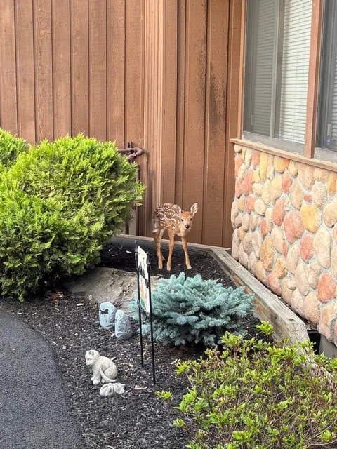 This little guy was outside my front door in my garden this morning 🥹