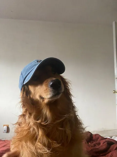 What can be a cool instagram username for this dog?