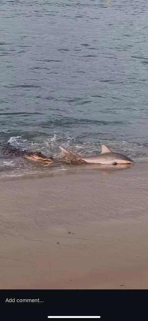 Saltwater croc attempts to eat a shark