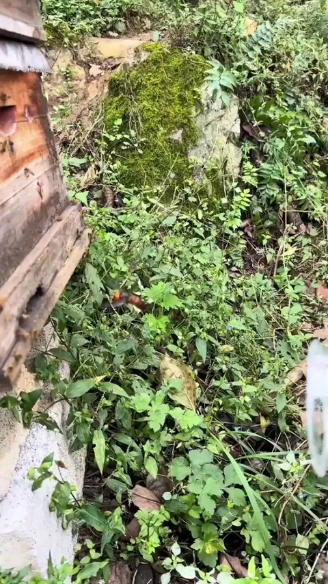 capturing the wasp