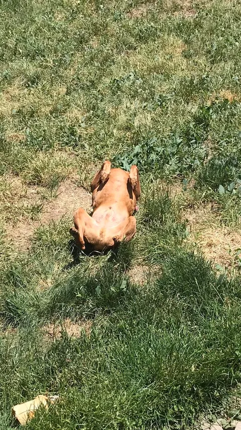 Too hot out...my dog turned into a rotisserie chicken.