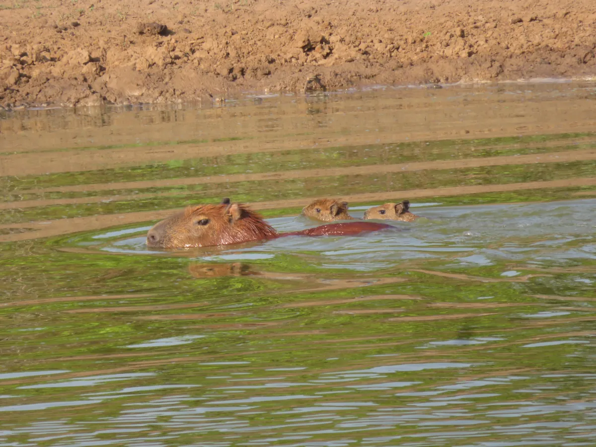 🔥 Baby capibaras are fantastic