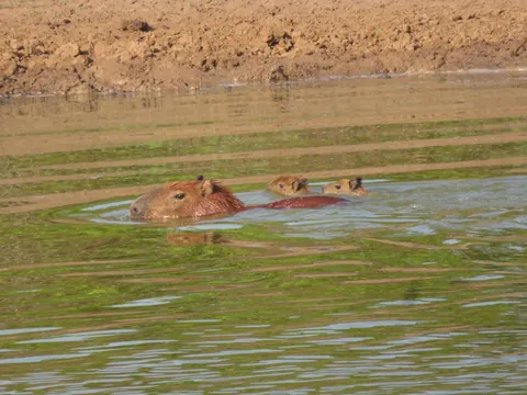 🔥 Baby capibaras are fantastic
