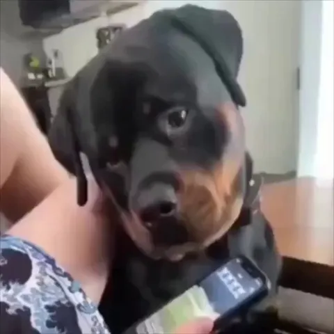 When Doggy Daycare calls..