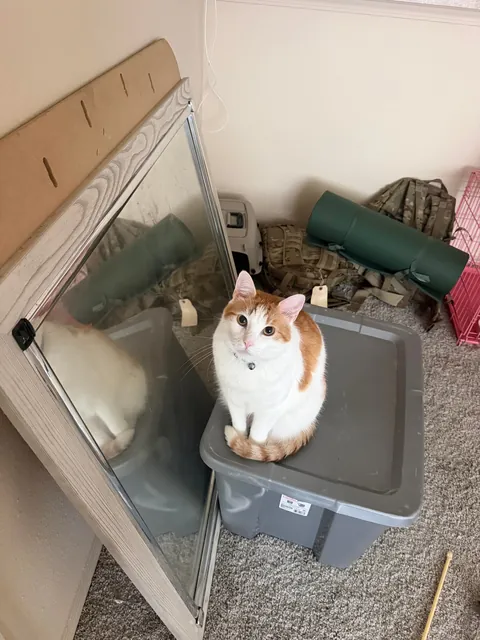 First time cat owner