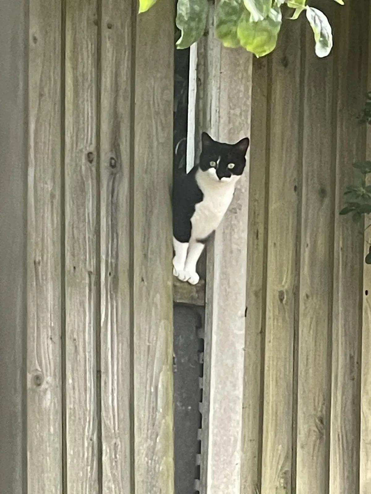Neighbour's cat peeping at me