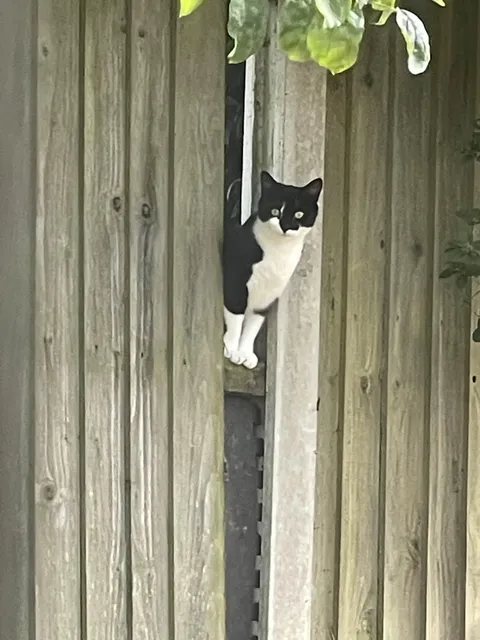 Neighbour's cat peeping at me