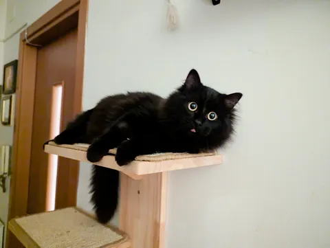 Some cute photos of Tiny, the new arrival