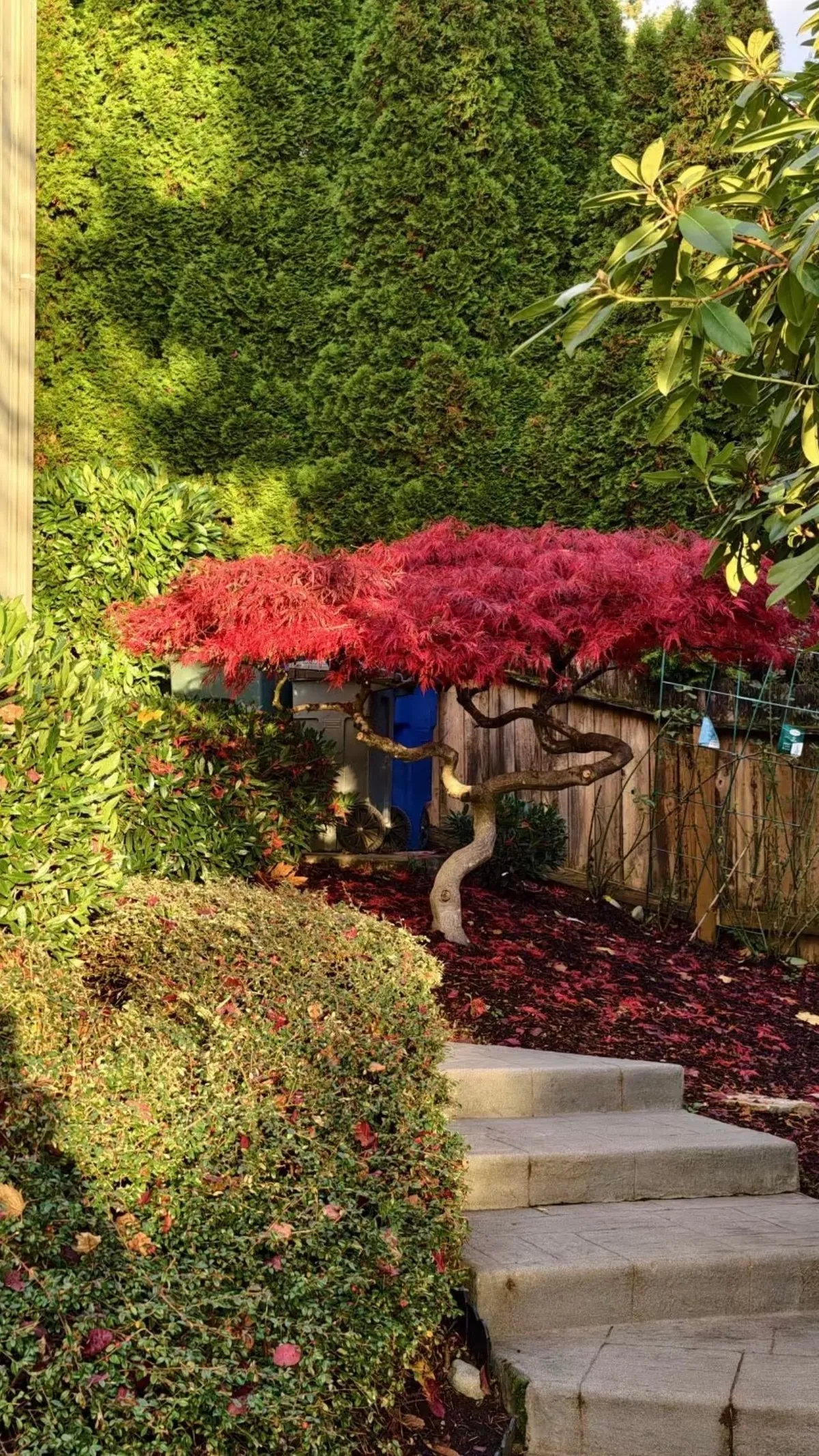 Visiting my friend’s garden feels like stepping into a fairytale.