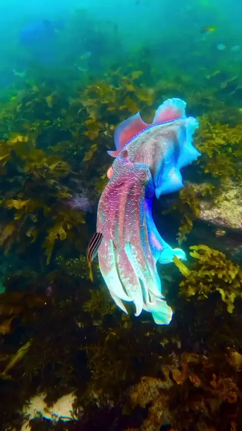 🔥Colorful Cuttlefish