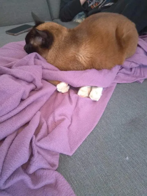 GUY'S I CAN'T FIND MY OTHER CAT