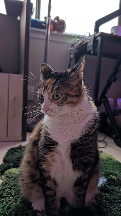 my dad passed so I have a cat now