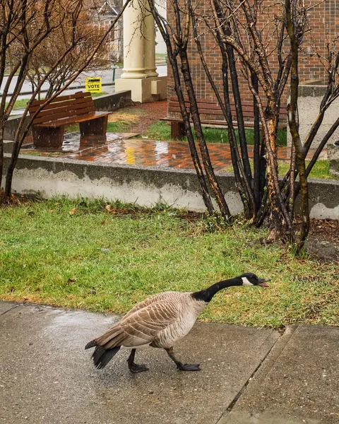Voter intimidation in Canada